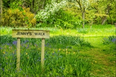 bluebells in Thorp Perrow Arboretum, Jennys walk