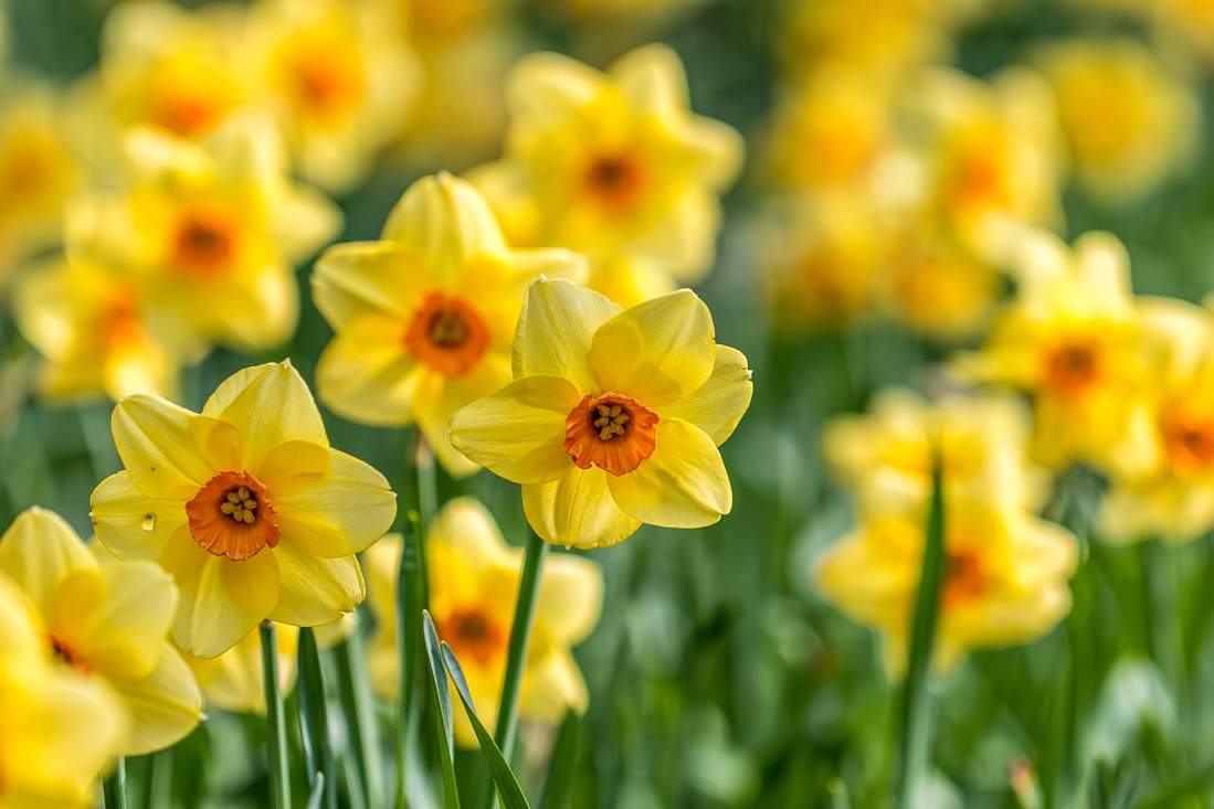 Threave Gardens daffodils