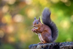 Red squirrel