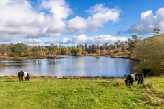Tarn Hows, Belted Galloway