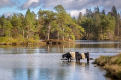 Tarn Hows, Belted Galloway