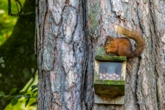 red squirrel