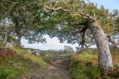 Windswept trees