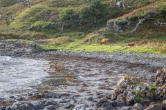 Highland cattle