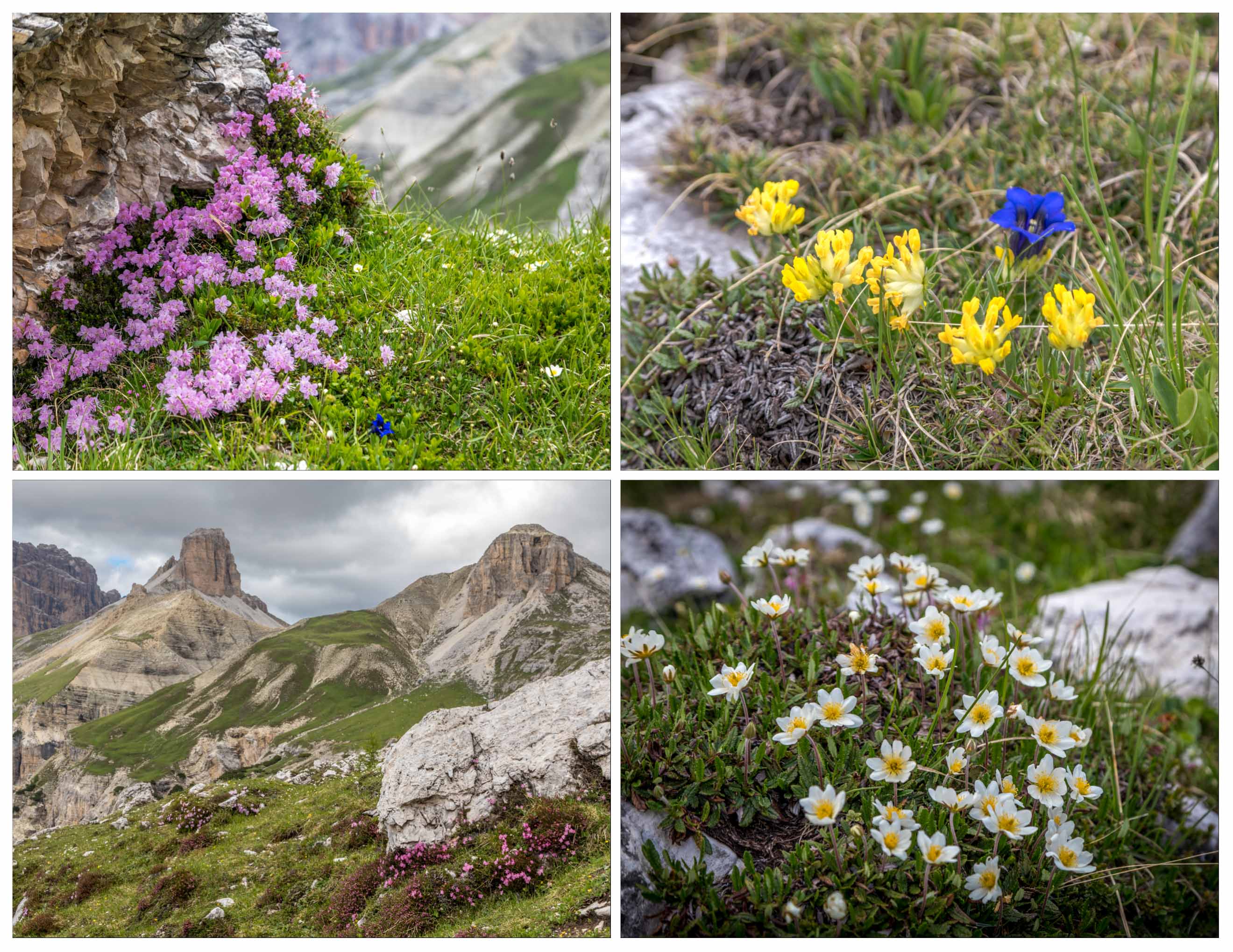 Tre Cime, Alpine flowers in the Pian Da Rin