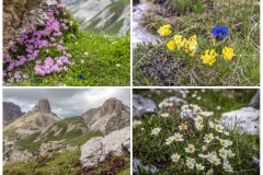 Tre Cime, Alpine flowers in the Pian Da Rin