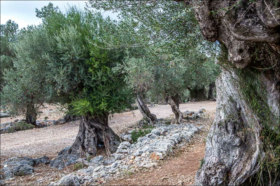 ancient olive groves Mallorca