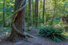 UBC Botanical Garden, lianas