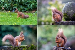 Red squirrel Lake District