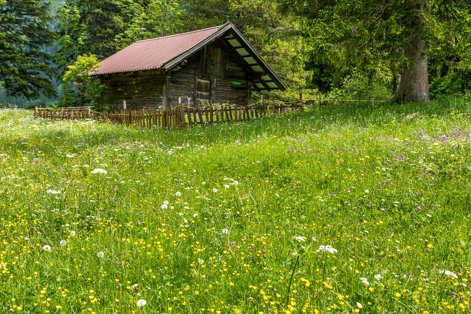 wild flower meadows Swiss alps