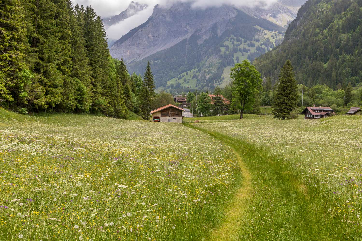 wild flower meadows Swiss alps