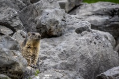 marmot
