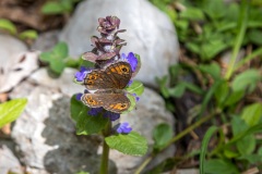 ringlet butterfly
