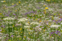 wild flower meadows Swiss alps