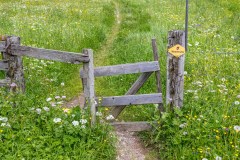 wild flower meadows Swiss alps