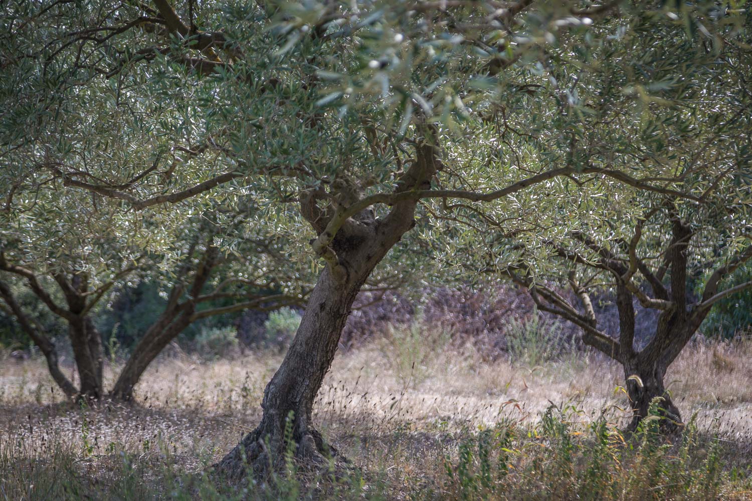 Uzes to Collias walk, olive grove