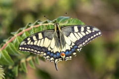 A swallowtail butterfly.