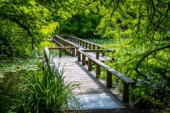 Cypress Pond, VanDusen Botanical Garden