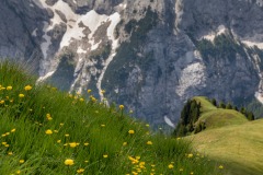 Wild flowers Dolomites