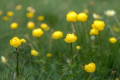 Globe flowers, Dolomites
