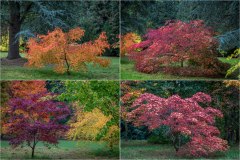 Thorp Perrow, acer, autumn
