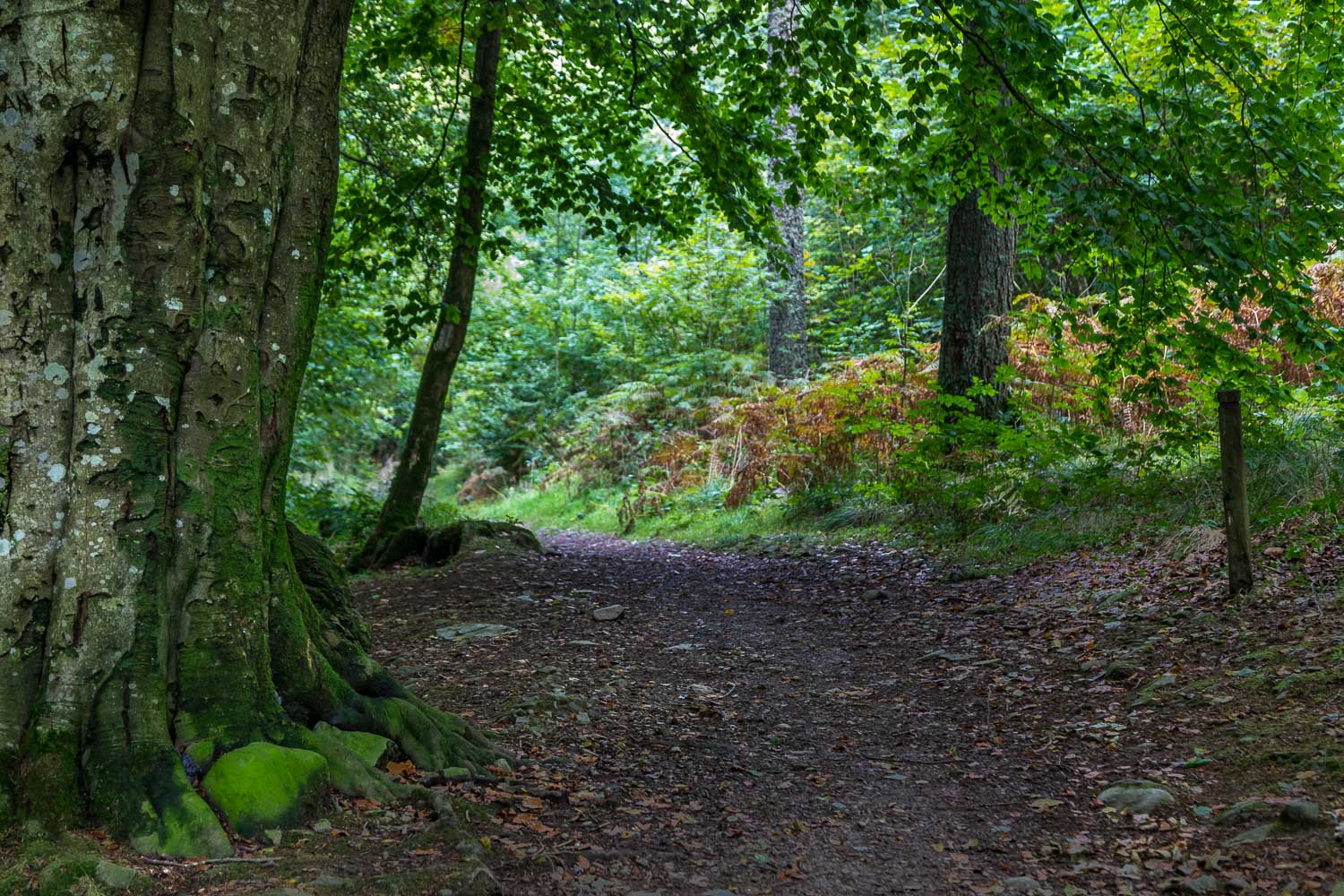 Walla Crag walk, Great Wood
