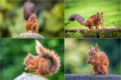 Red squirrel Lake District