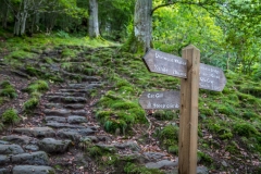 Walla Crag walk, Great Wood