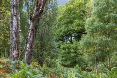 Walla Crag walk, Great Wood
