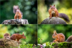 Red squirrel Lake District