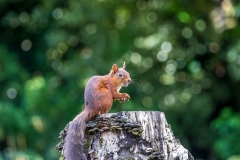 Red squirrel Lake District