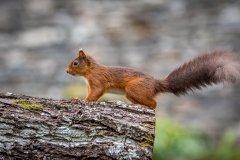 Red squirrel