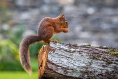 Red squirrel Lake District