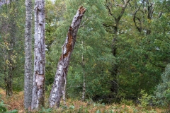 Autumn in Borrowdale
