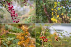 Autumn in Borrowdale