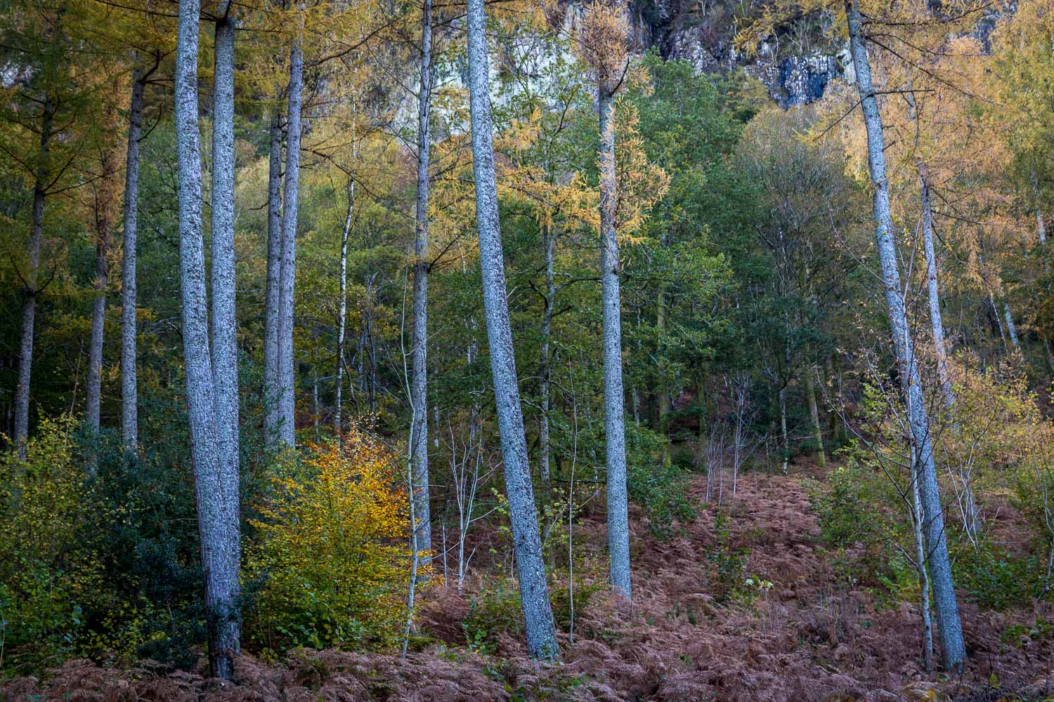 Great Wood, Borrowdale Great Wood, Borrowdale