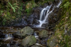 Cat Gill