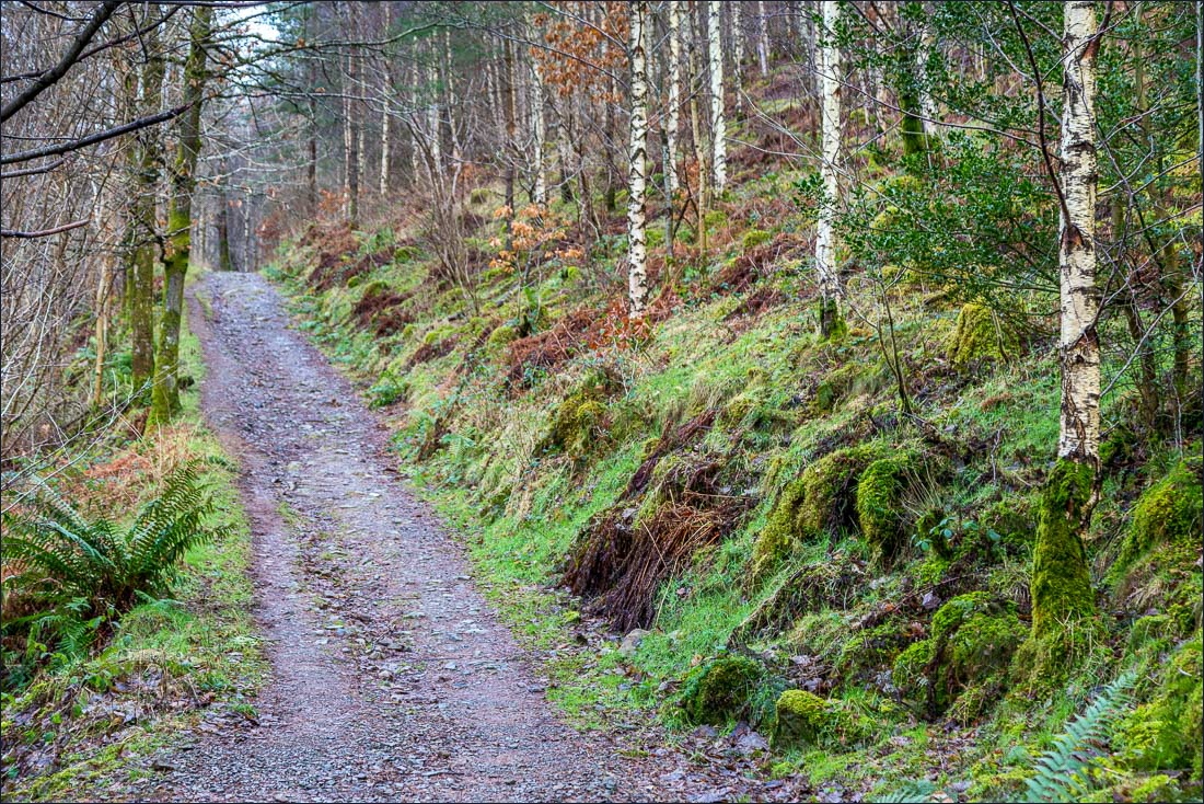 Walla Crag walk, Great Wood