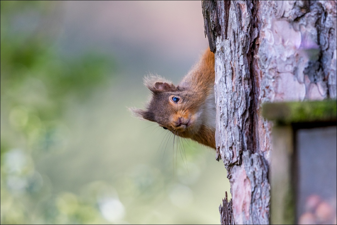 red squirrel lake district