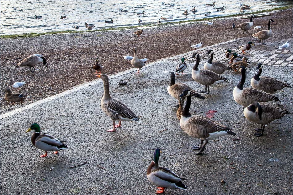 Ducks and geese Derwent Water