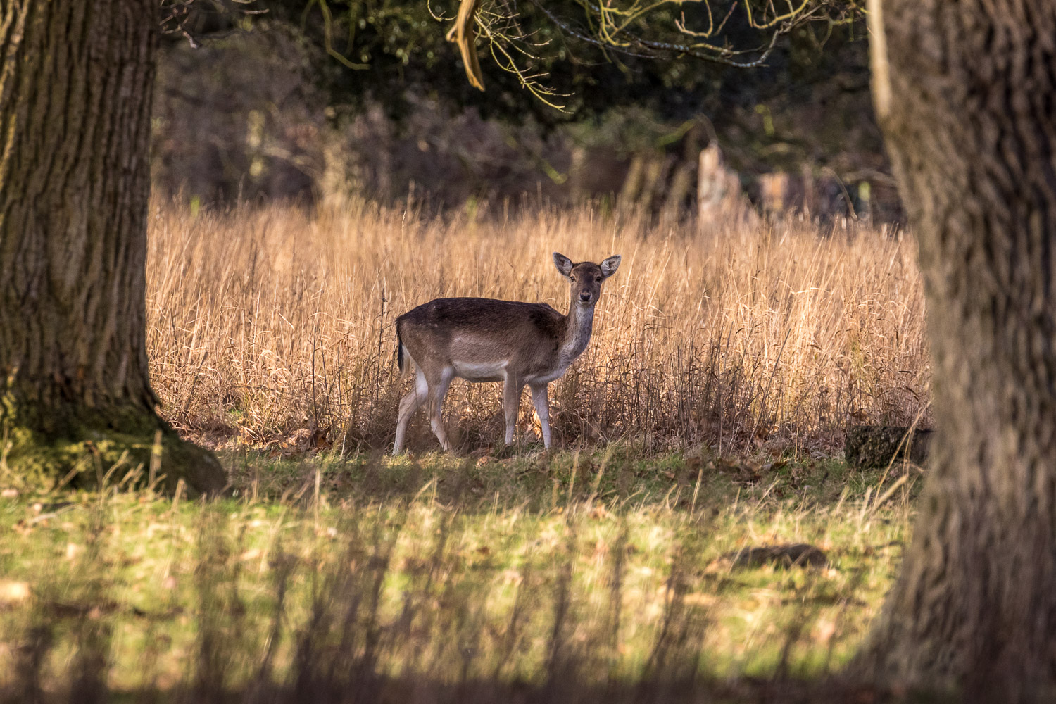 Fallow deer, Holkham