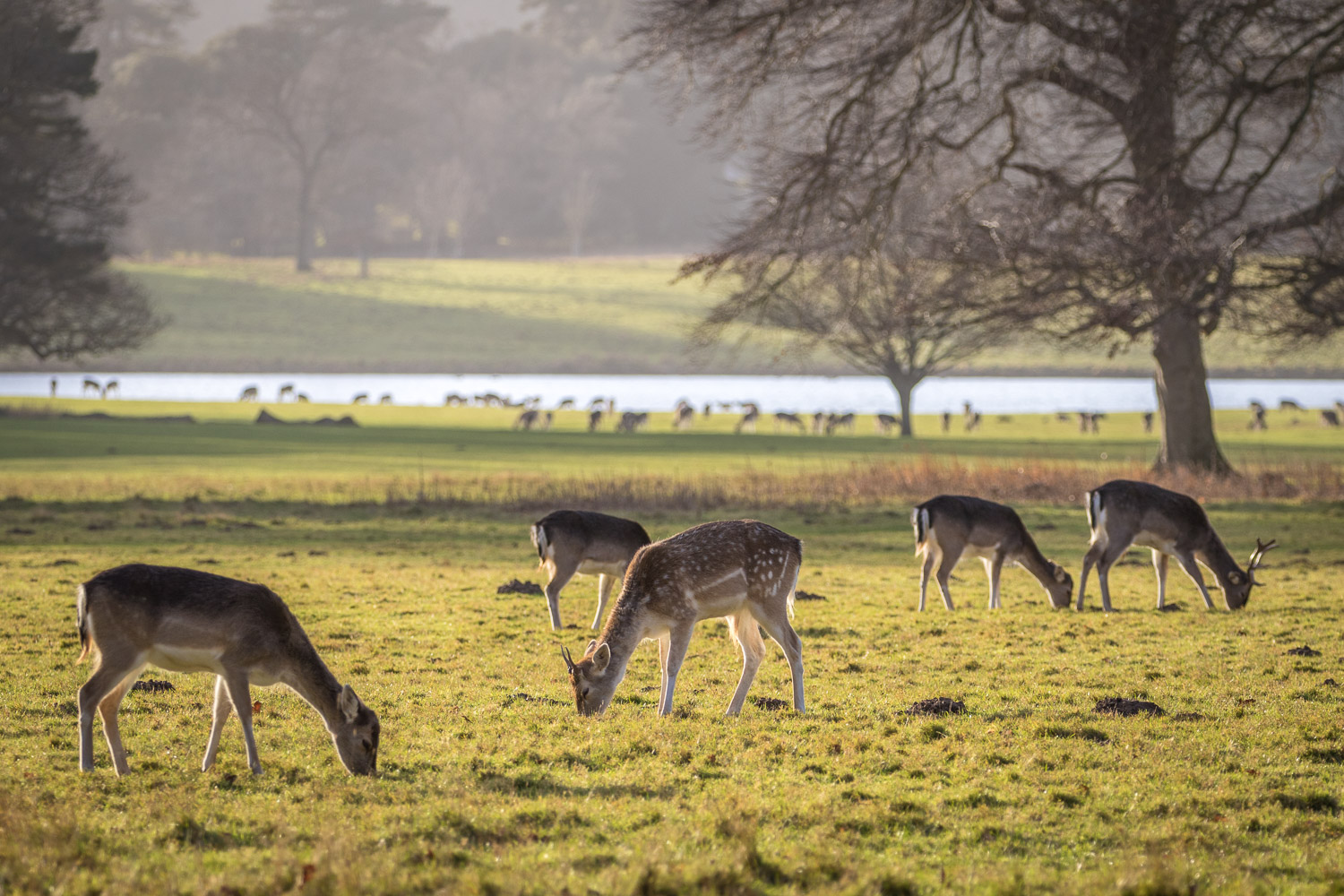 Fallow deer, Holkham