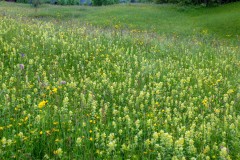 Yellow rattle