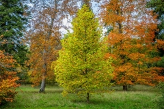 Westonbirt Arboretum. Japanese Maple, Acer