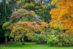 Westonbirt Arboretum. Japanese Maple, Acer