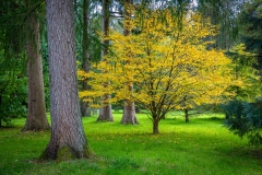 Westonbirt Arboretum