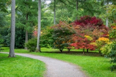 Westonbirt Arboretum. Japanese Maple, Acer