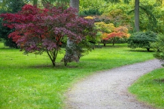 Westonbirt Arboretum. Japanese Maple, Acer