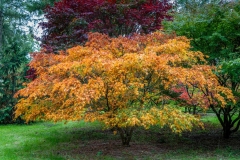 Westonbirt Arboretum. Japanese Maple, Acer