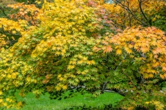 Westonbirt Arboretum. Japanese Maple, Acer